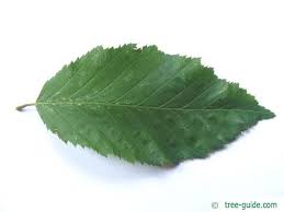 Attēlu rezultāti vaicājumam “Carpinus betulus leaf”