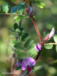 Attēlu rezultāti vaicājumam “Vicia sativa”