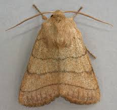 Attēlu rezultāti vaicājumam “Charanyca trigrammica”