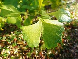 Attēlu rezultāti vaicājumam “Ginkgo biloba leaf”