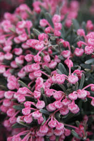 Attēlu rezultāti vaicājumam “Andromeda polifolia”