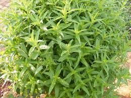 Attēlu rezultāti vaicājumam “Mentha aquatica leaf”