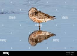 Attēlu rezultāti vaicājumam “Calidris ferruginea adult”