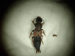 Attēlu rezultāti vaicājumam “Platydracus fulvipes”