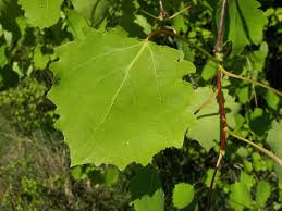 Attēlu rezultāti vaicājumam “Populus”