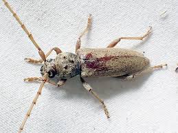 Attēlu rezultāti vaicājumam “Cerambycidae”