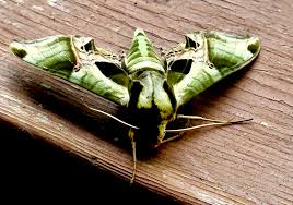 Attēlu rezultāti vaicājumam “Diastrophus rubi”