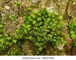 Attēlu rezultāti vaicājumam “Orthotrichum speciosum sporophyte”