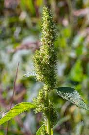 Attēlu rezultāti vaicājumam “Amaranthus retroflexus flower”