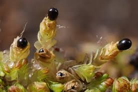 Attēlu rezultāti vaicājumam “Nardia geoscyphus”