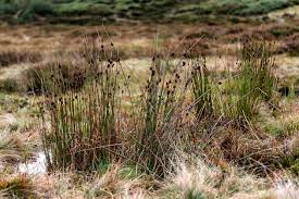 Attēlu rezultāti vaicājumam “Juncus conglomeratus”