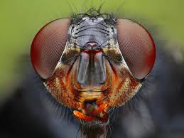 Attēlu rezultāti vaicājumam “Notiophilus palustris”