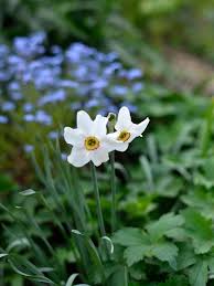 Attēlu rezultāti vaicājumam “Narcissus poeticus”