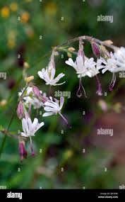 Attēlu rezultāti vaicājumam “Silene nutans flower”