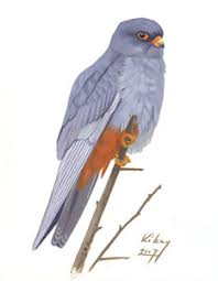 Image result for Falco vespertinus