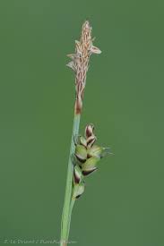 Attēlu rezultāti vaicājumam “Carex panicea fruit”