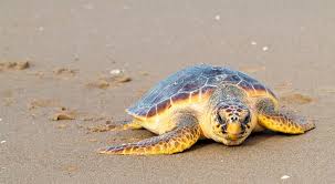 Image result for Caretta caretta