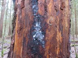 Attēlu rezultāti vaicājumam “Amaurochaete atra”