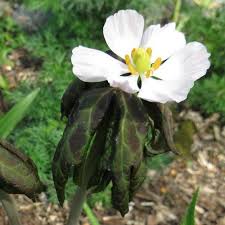 Attēlu rezultāti vaicājumam “Podophyllum hexandrum flower”