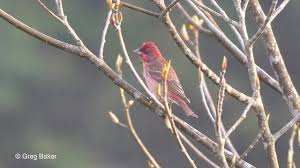 Attēlu rezultāti vaicājumam “Carpodacus erythrinus adult”