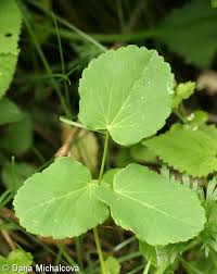 Attēlu rezultāti vaicājumam “Laserpitium latifolium bud”