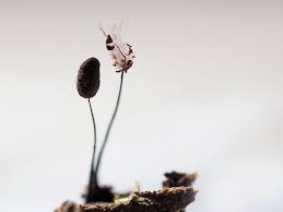 Attēlu rezultāti vaicājumam “Comatricha alta macro”