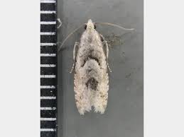 Attēlu rezultāti vaicājumam “Epinotia bilunana”