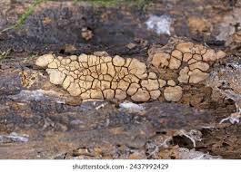 Attēlu rezultāti vaicājumam “Xylobolus frustulatus”