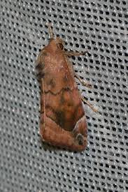 Attēlu rezultāti vaicājumam “Cosmia pyralina”