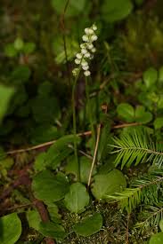 Attēlu rezultāti vaicājumam “Pyrola minor”