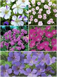 Image result for Storchschnäbel