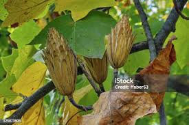 Attēlu rezultāti vaicājumam “Liriodendron tulipifera fruit”