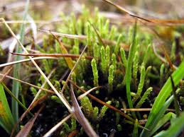 Attēlu rezultāti vaicājumam “Philonotis”