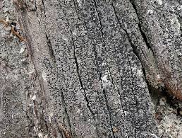 Attēlu rezultāti vaicājumam “Hertelidea botryosa”