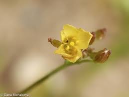 Attēlu rezultāti vaicājumam “Diplotaxis muralis fruit”