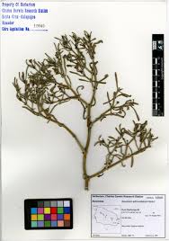 Attēlu rezultāti vaicājumam “Enteridium liceoides sessile”