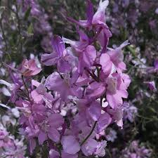 Image result for Delphinium consolida