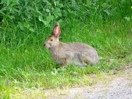 Attēlu rezultāti vaicājumam “Lepus sp.”