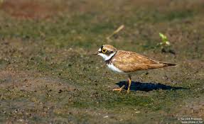Attēlu rezultāti vaicājumam “Charadrius dubius adult”
