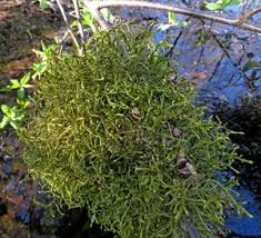 Attēlu rezultāti vaicājumam “Antitrichia curtipendula sporophyte”