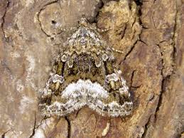 Attēlu rezultāti vaicājumam “Protodeltote pygarga”