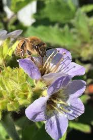 Attēlu rezultāti vaicājumam “Tubifera applanata sessile”