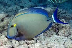 Image result for Acanthurus blochii