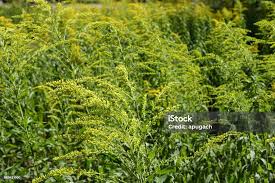 Attēlu rezultāti vaicājumam “Solidago virgaurea bud”