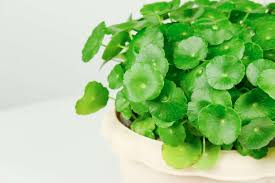 「銅錢草」的圖片搜尋結果