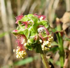 Attēlu rezultāti vaicājumam “xComagaria rosea  flower”