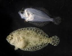 Image result for Paralichthys lethostigma