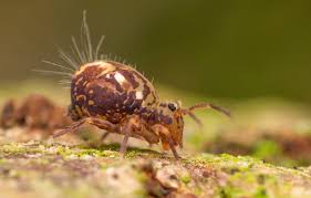 Attēlu rezultāti vaicājumam “Ptenothrix sp.”