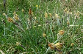 Attēlu rezultāti vaicājumam “Carex caryophyllea flower”