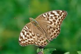 Attēlu rezultāti vaicājumam “Clossiana selene underside”